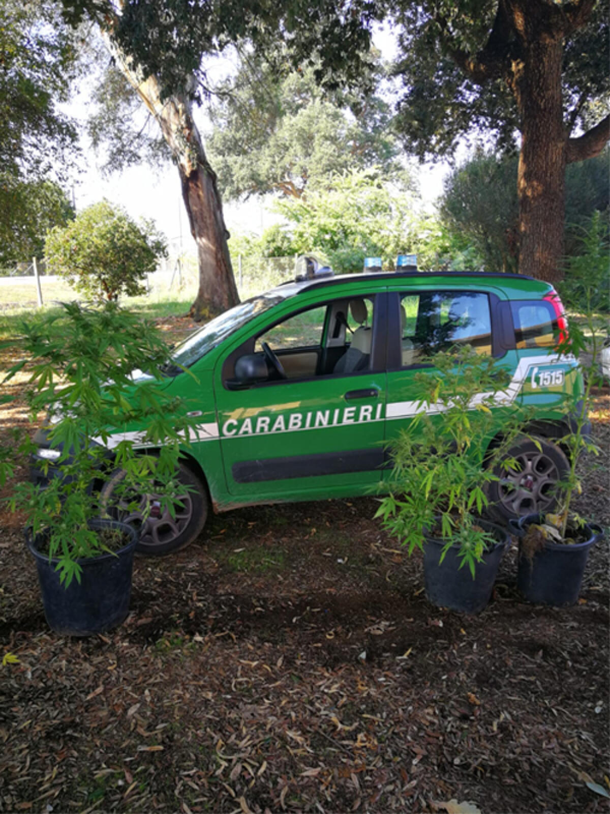 Scoperta dai Forestali una piccola piantagione di marijuana all’interno del Parco Naturale del Circeo. - 