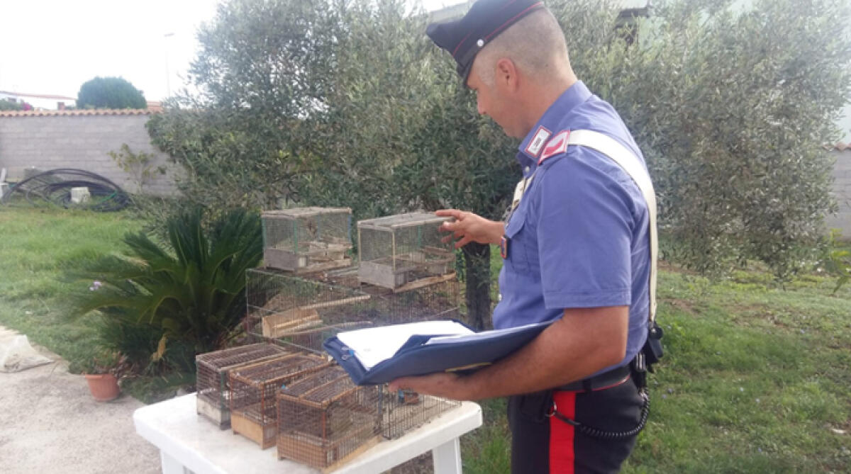 21enne di Aprilia in manette per droga; denunciato anche il padre di 75 anni: aveva in casa 27 cardellini. - 