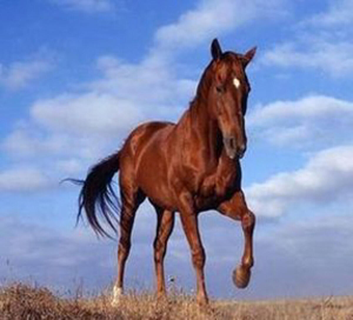 West Nile a Cisterna, la Regione: "Avviare immediata disinfestazione nei Comuni" - 