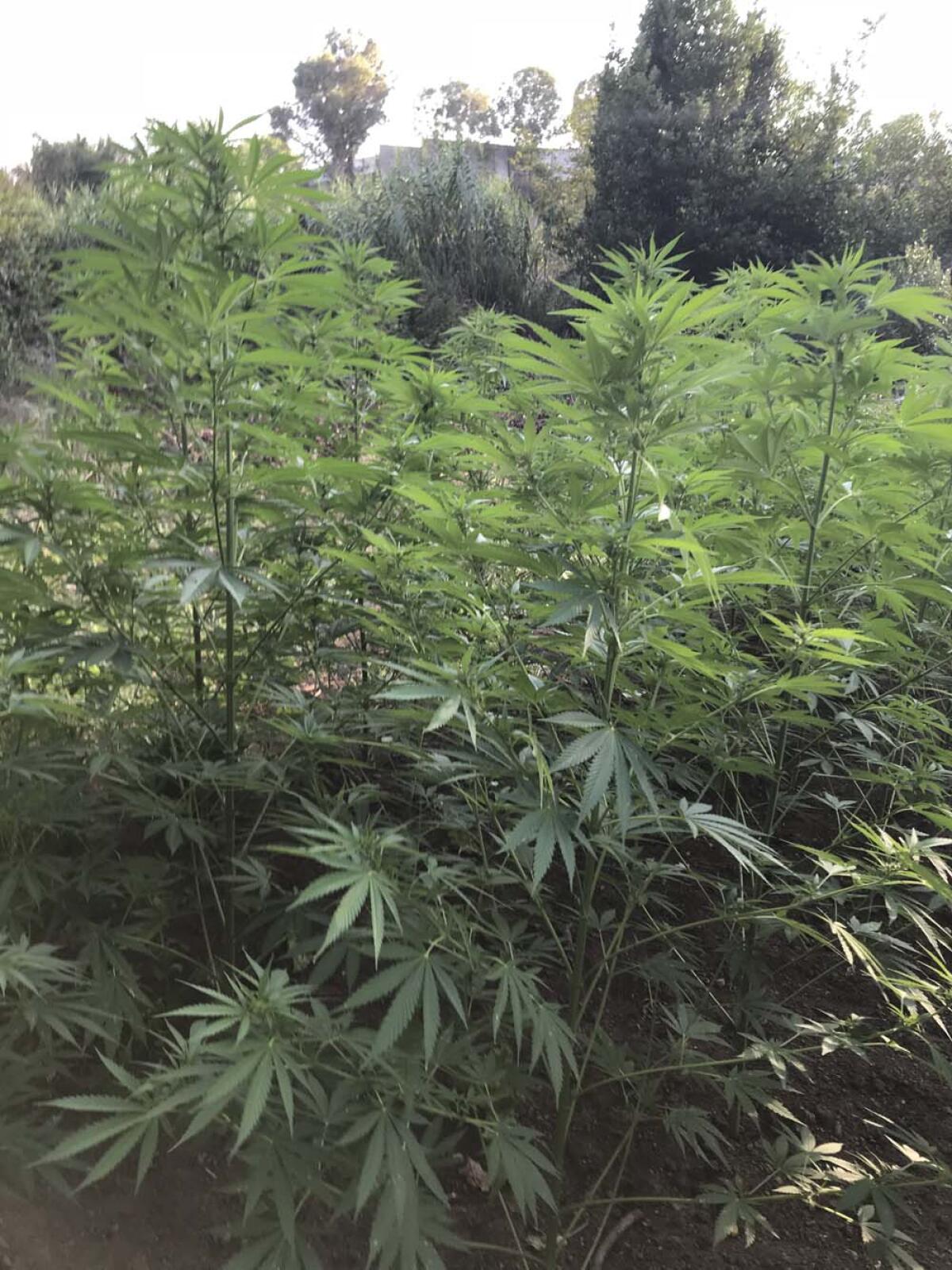 Scoperta dalla Finanza nelle campagne di Ardea una piantagione di marijuana: in manette una coppia di ucraini. Il VIDEO - 