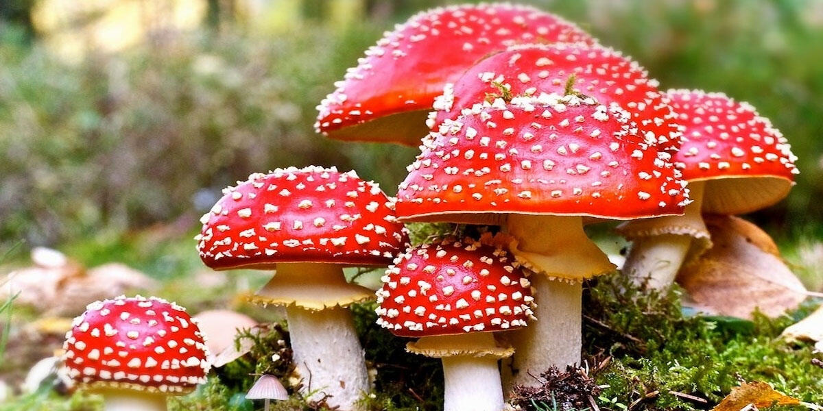 Mangiano funghi e finiscono in ospedale, gravi 6 donne - 