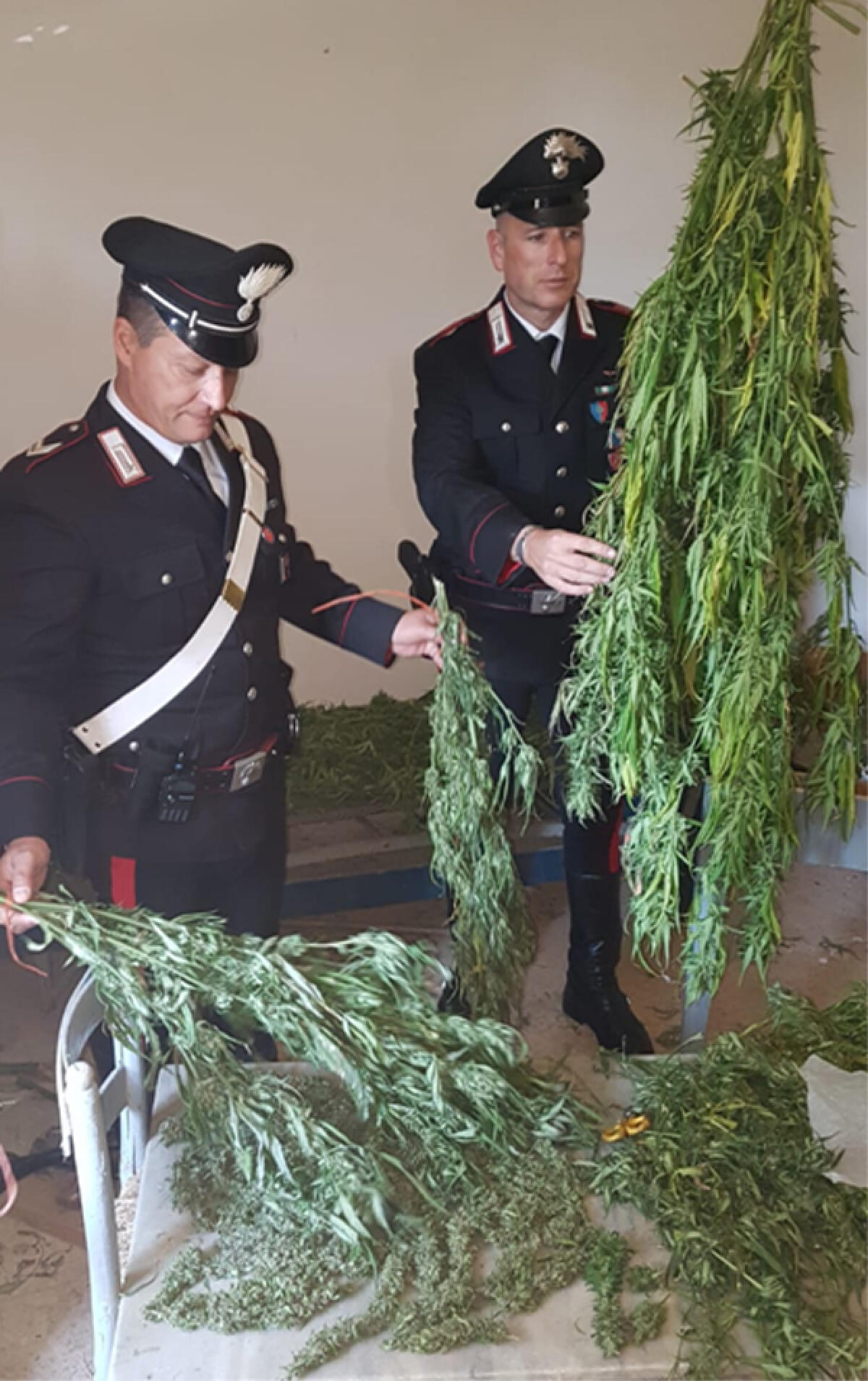PONTINIA - Trova nel suo casolare 6 chili e mezzo di droga e avvisa i Carabinieri. - 
