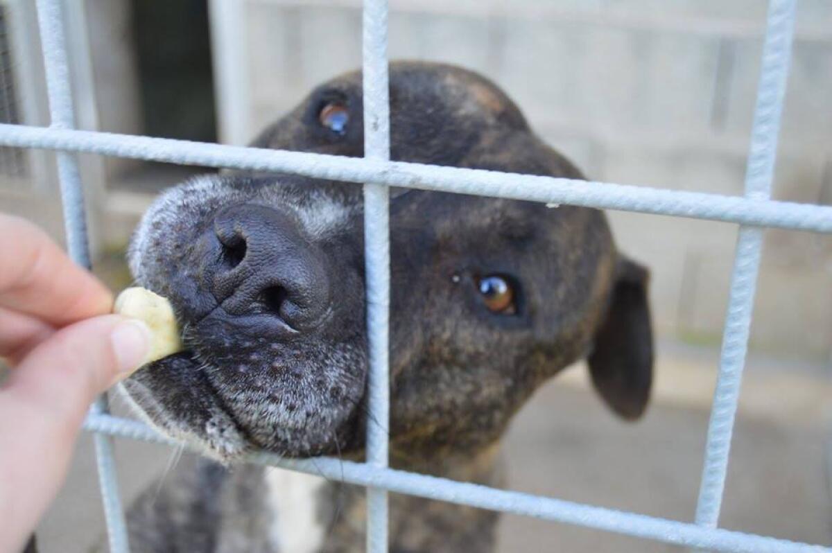 Dubbi sul bando per il ricovero dei cani ritrovati in strada, presentata istanza al sindaco di Aprilia - 
