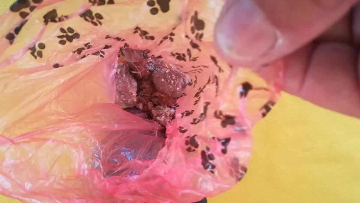 Polpette per cani sospette ritrovate al Parco Europa di Aprilia, esposto alla Polizia Locale - 