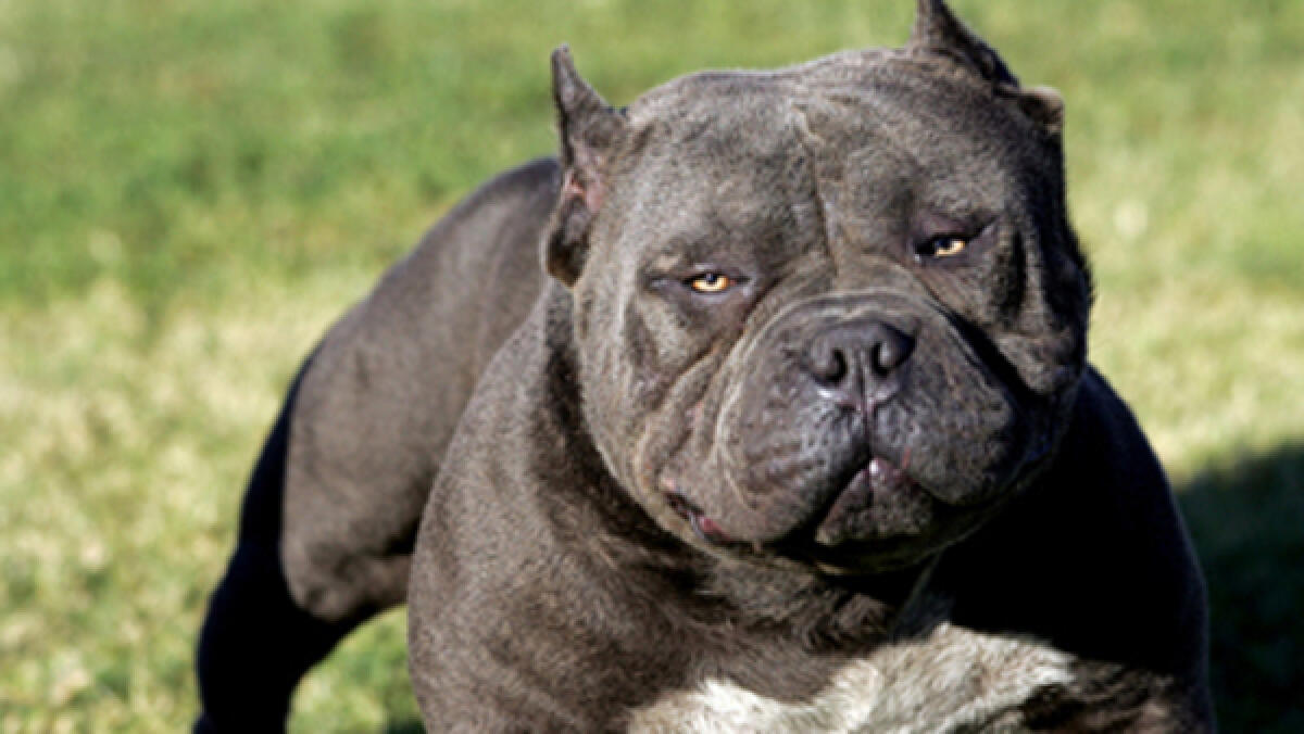 Cisterna - Pitbull azzanna un cagnolino, bloccato dalla polizia con una bomboletta spray - 