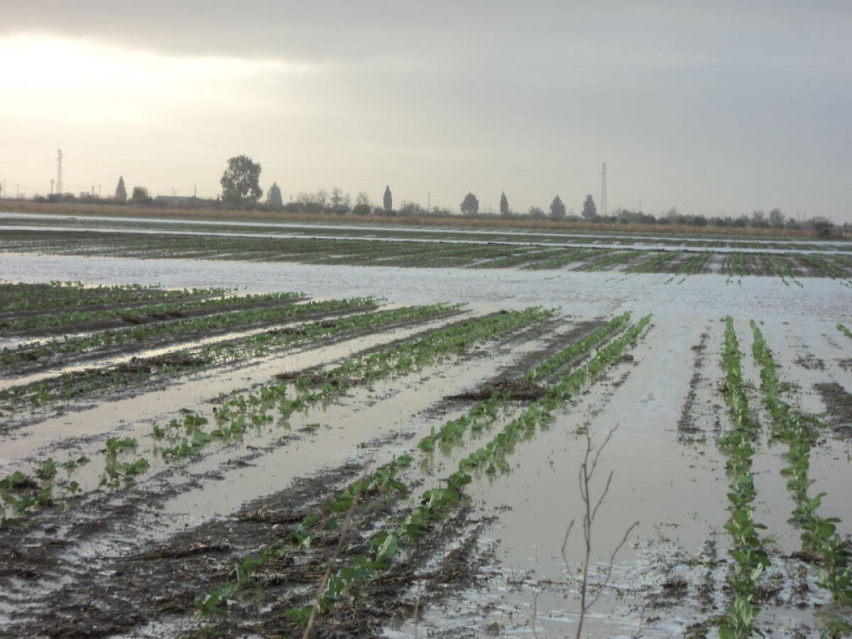 II territorio pontino messo in ginocchio dal maltempo, la Confagricoltura: "Centinaia di ettari di colture sott'acqua". - 