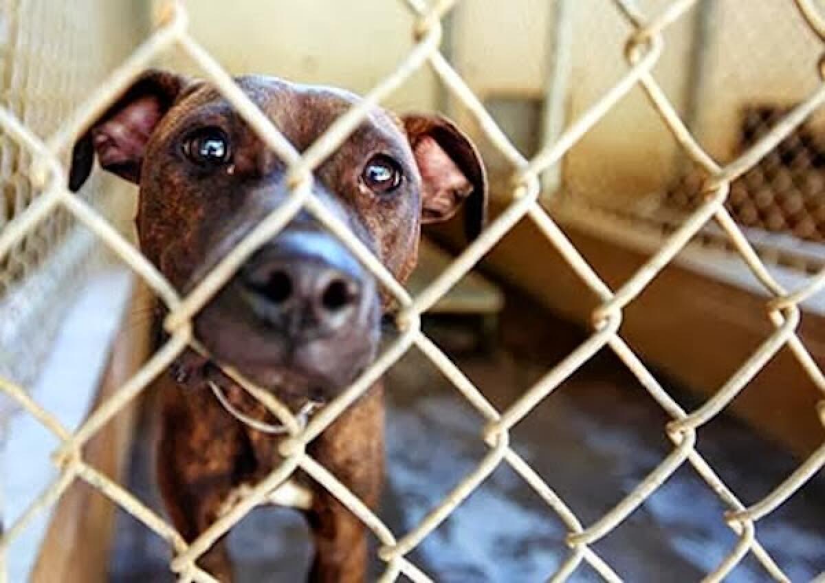 LATINA - Vendeva cani on line, senza alcuna tracciabilità e autorizzazione. Denunciato un uomo di Borgo Sabotino. - 