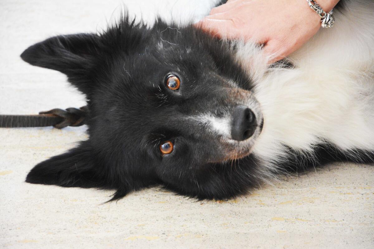 Lavori eroici, il Sindaco incontra il vigile del fuoco pometino Giampiero Ruggiero e la sua compagna a 4 zampe - 