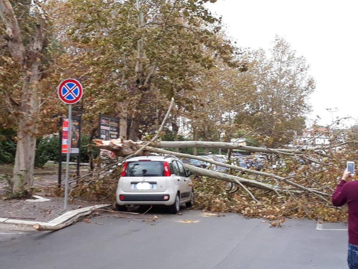Maltempo - Alberi caduti sulle auto a Nettuno, chiusa via della Vittoria - 