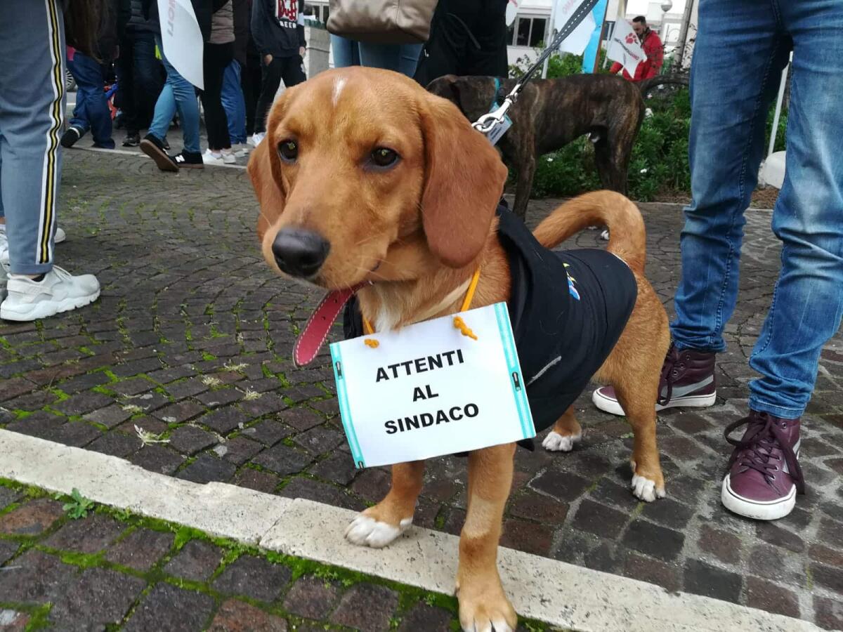 APRILIA - In tanti in Piazza Roma per dire "no" alla delocalizzazione del canile. - 