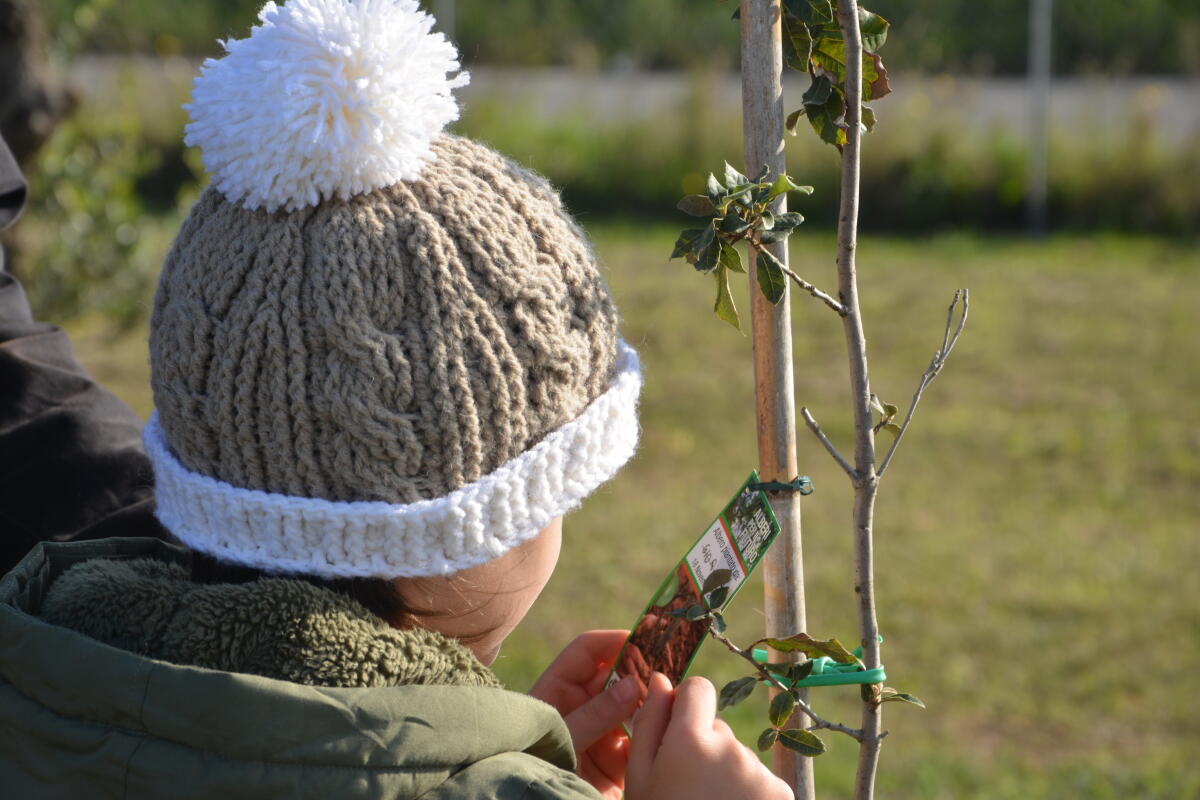 In arrivo nuovi alberi a Pomezia per una città dedicata al verde - 