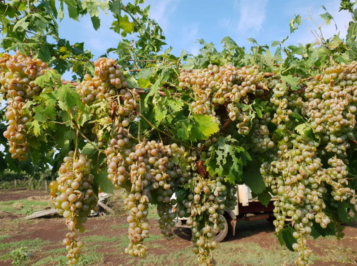 Maltempo a Cisterna, danni per gli agricoltori: "Presentate richiesta risarcimento" - 