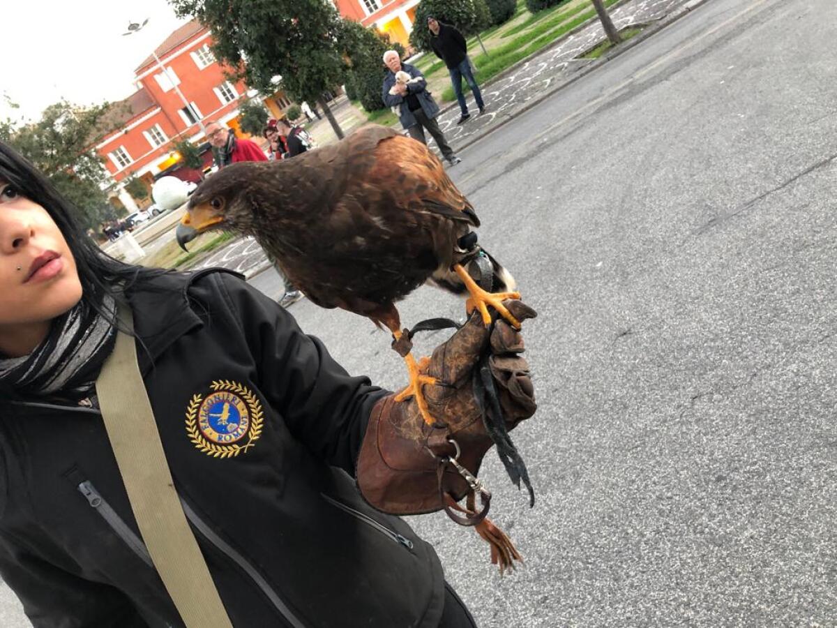 Latina, contro gli storni si alzano in volo i rapaci della "Falconieri Romani" - 