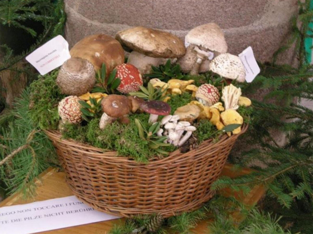 Mostra Micologica questo fine settimana al Parco Nazionale del Circeo. - 