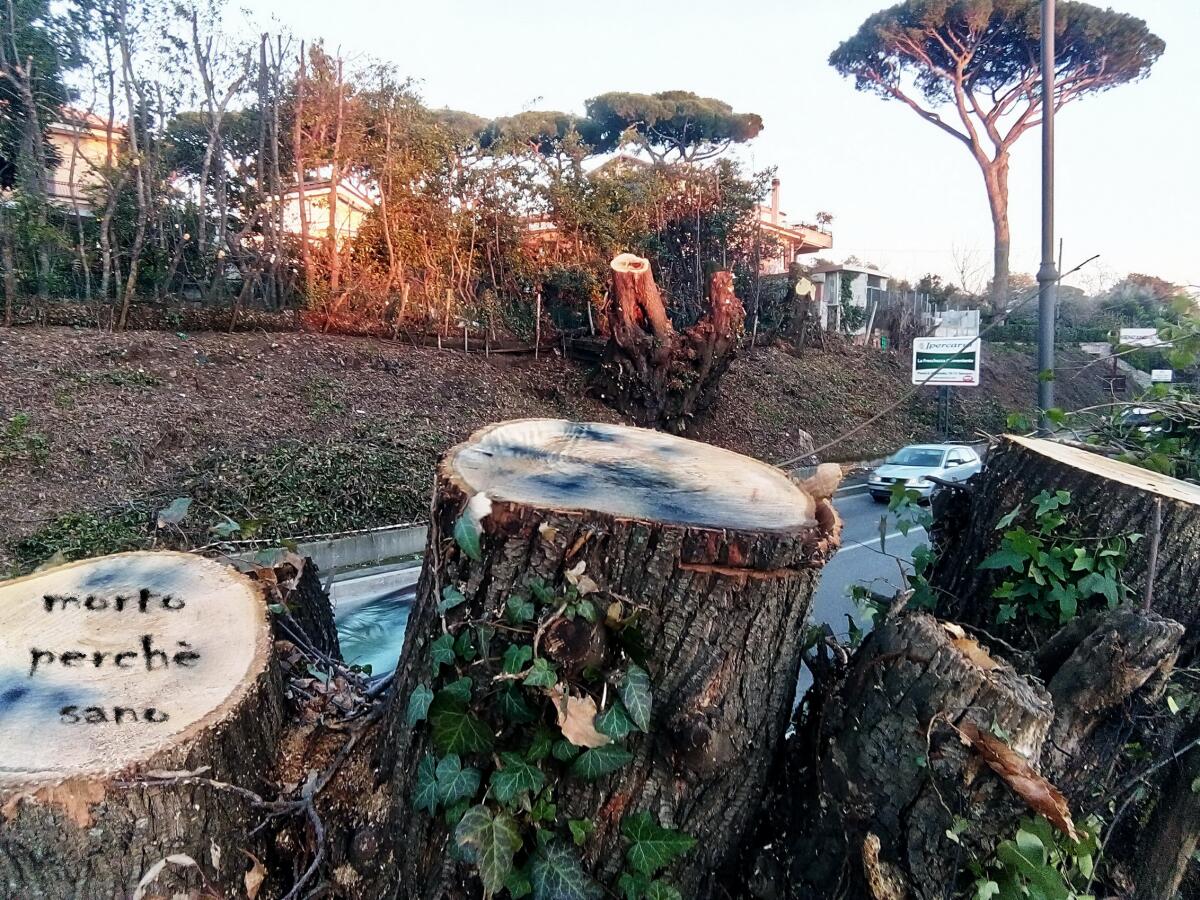 Abbattimento selvaggio degli alberi: sit-in di protesta questa domenica a Genzano. - 