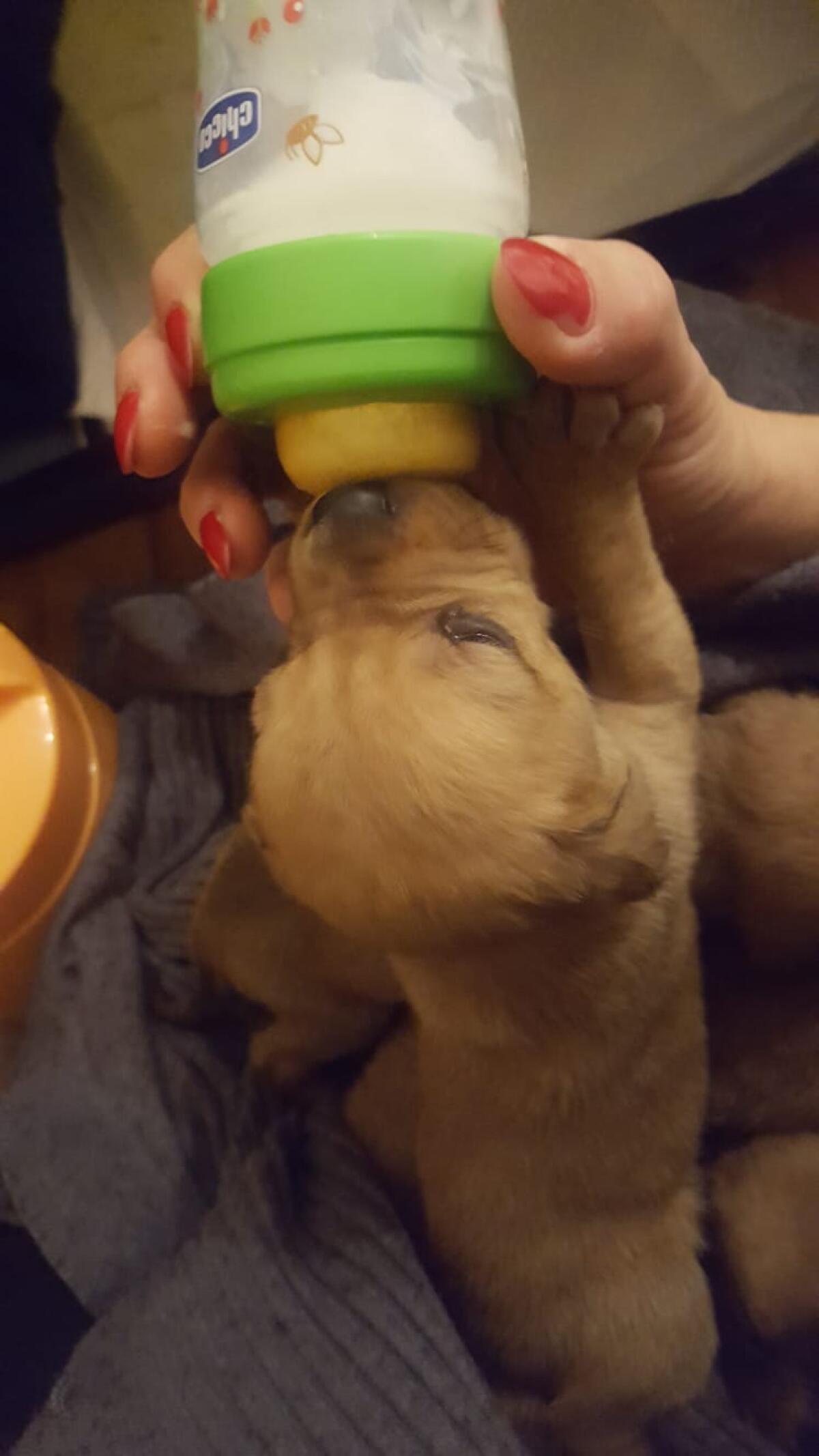 8 cuccioli perdono la mamma e ora cercano casa, l'appello di "Amici del Cane" di Latina - 