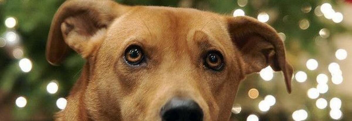 Botti di Capodanno: "Ordinanze di divieto primo passo per tutelare animali" - 