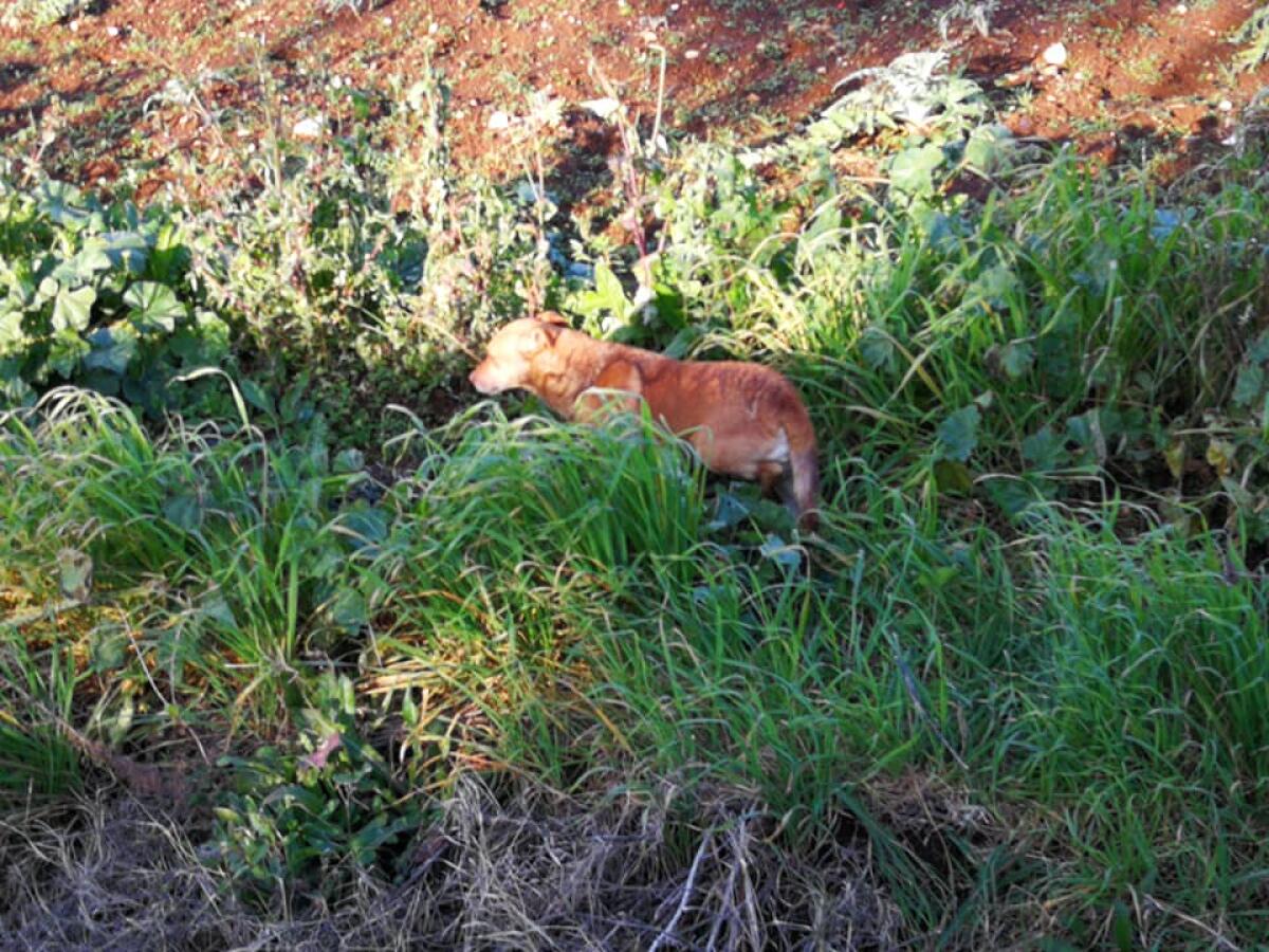 Cagnolina viene investita e uccisa sulla Migliara 47, un cane randagio la veglia per ore - 