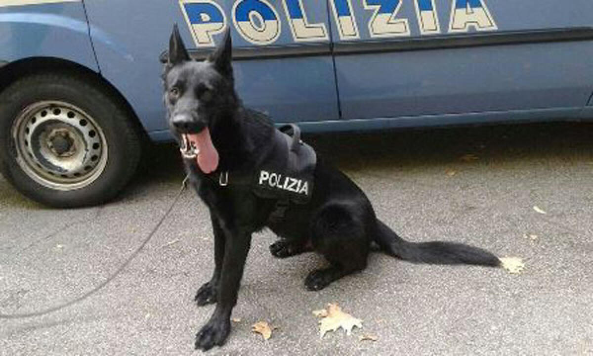 Nuovi controlli antidroga della Polizia nella zona delle autolinee di Latina: denunciati due giovani italiani. - 