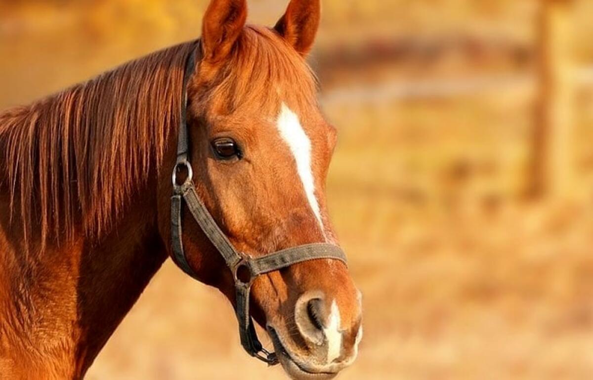 Colpita dal calcio di un cavallo: 12enne di Cisterna in prognosi riservata al Bambin Gesù di Roma. - 