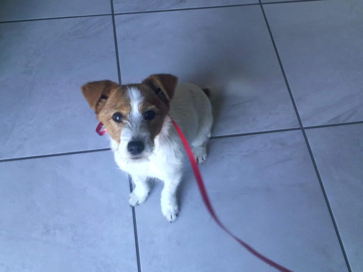 Cagnolina si rifugia in una cartolibreria di Aprilia: trovato il proprietario! - 