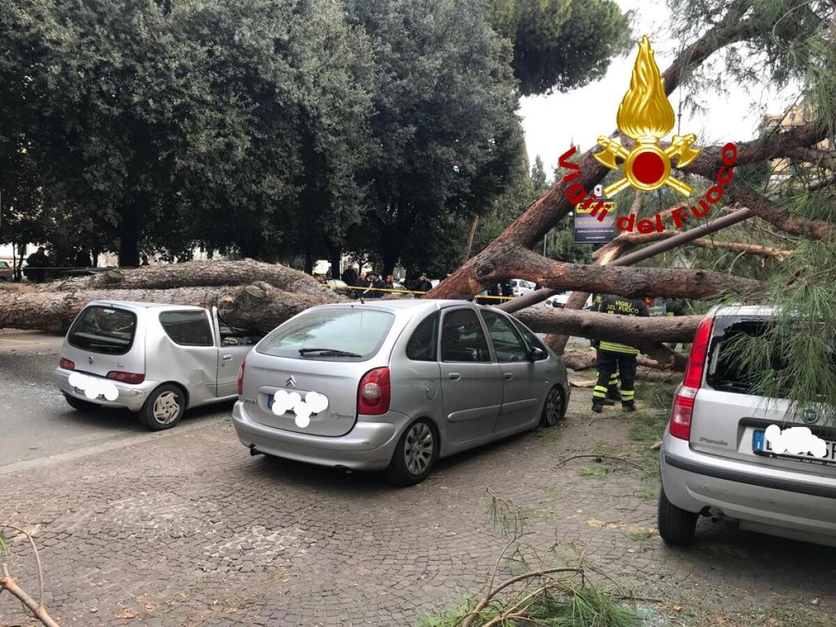 Pino di 30 metri si abbatte sulle auto in sosta, tragedia sfiorata nella capitale - 