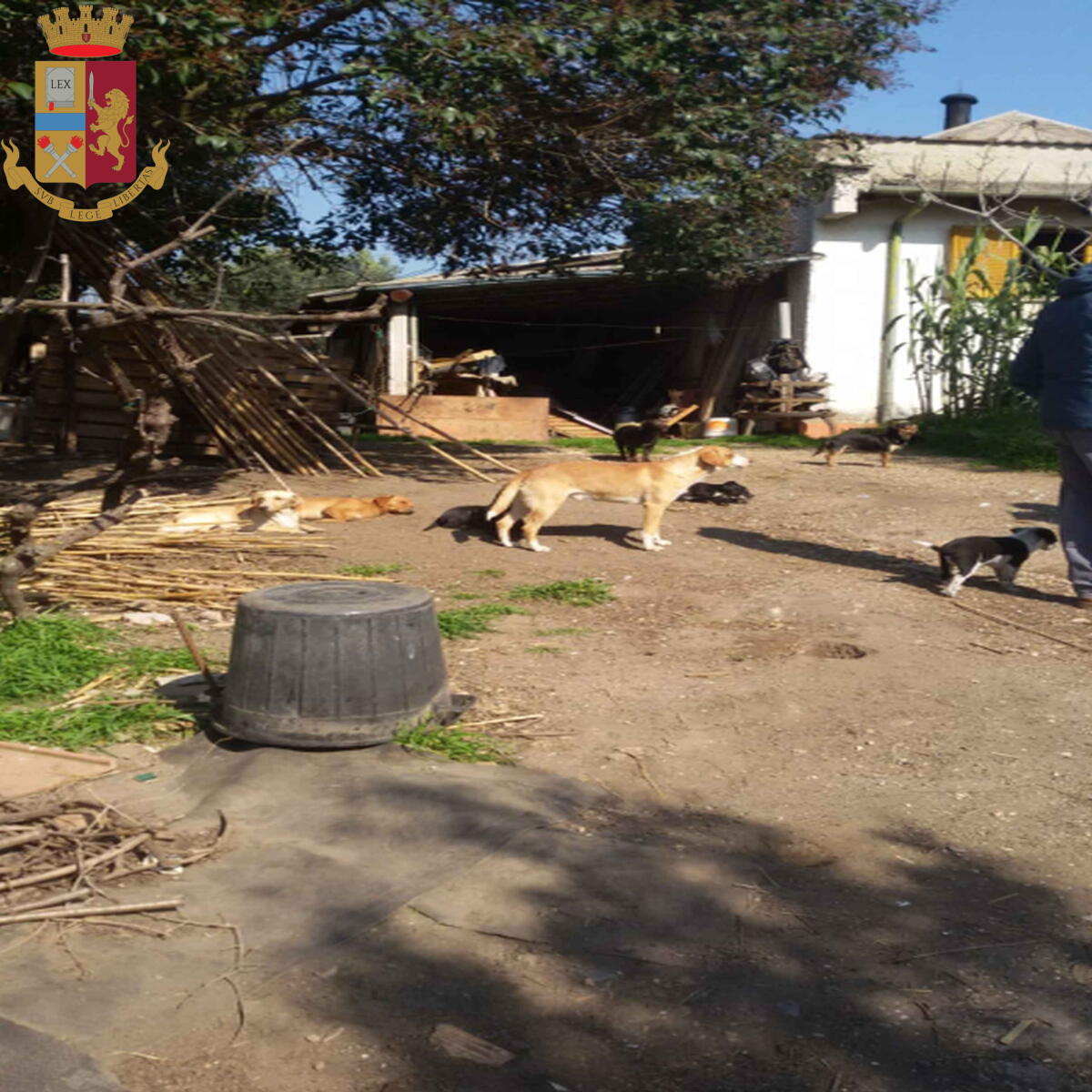 27 cani tenuti in pessime condizioni igieniche sanitarie: la Polizia denuncia a Lanuvio un pensionato di  82 anni. - 