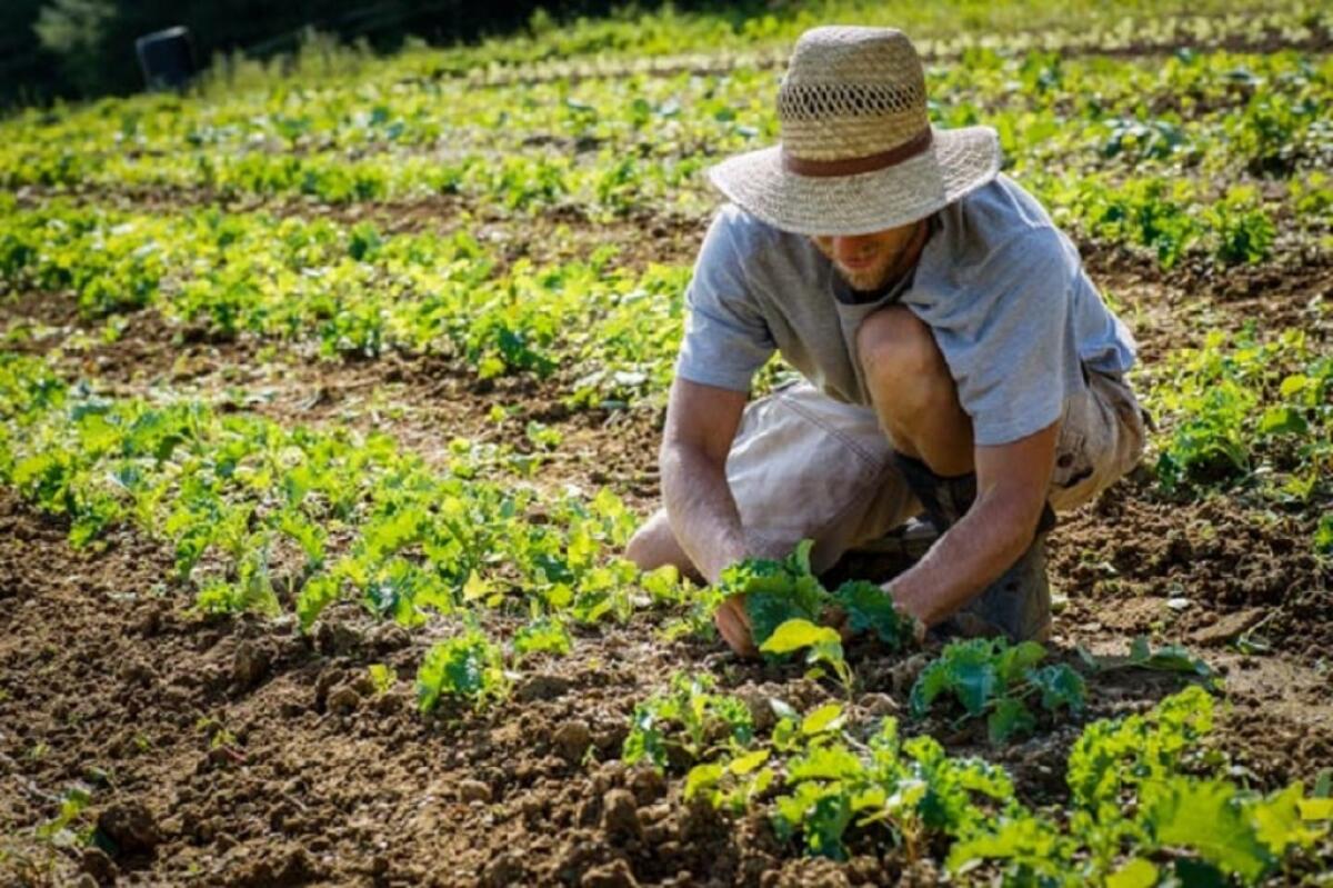 Terracina, riapre lo Sportello Agricolo di Zona - 