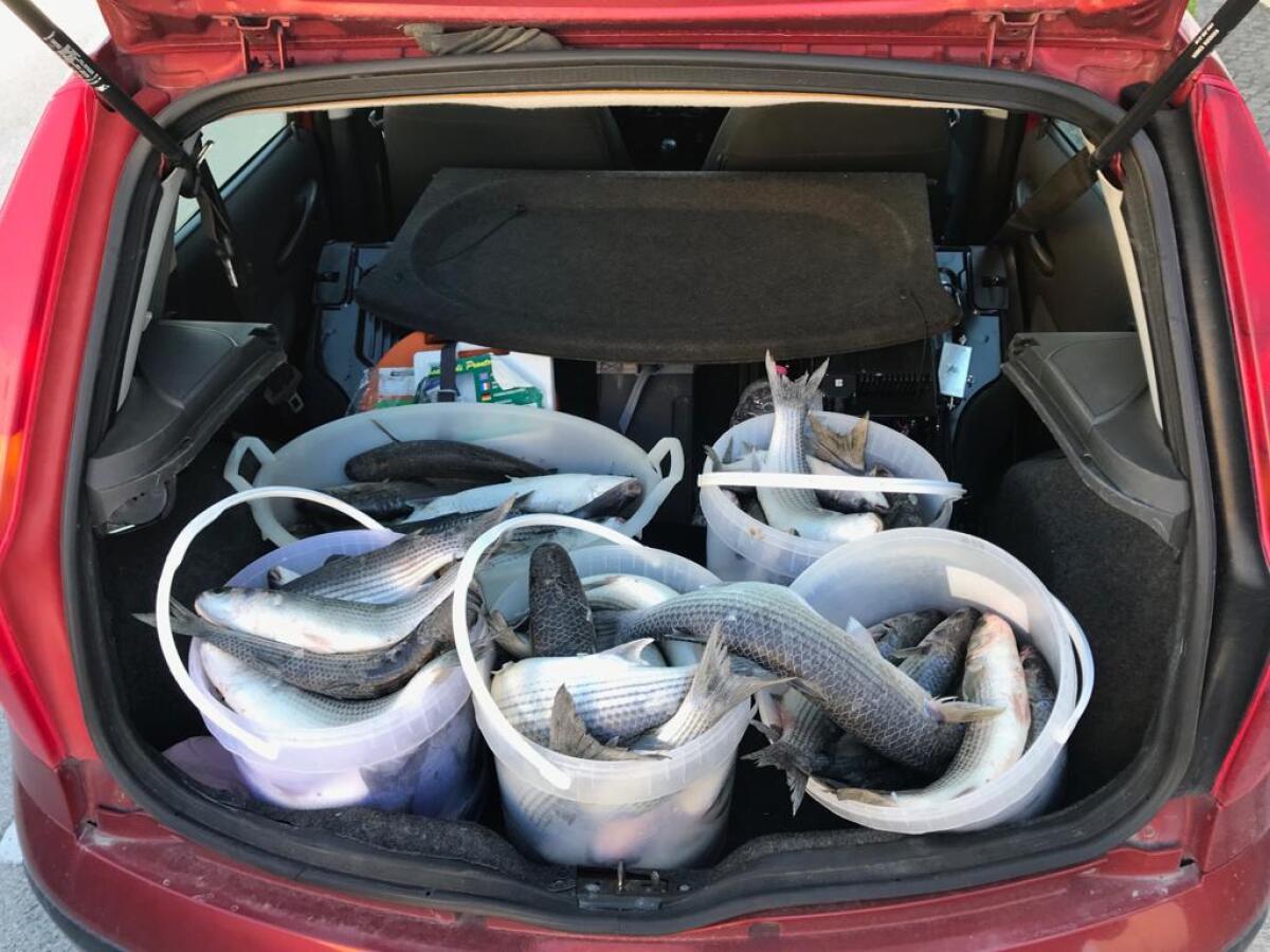 Pesca di frodo, sequestraste reti e 90 chili di cefali tra Gaeta e Sperlonga - 