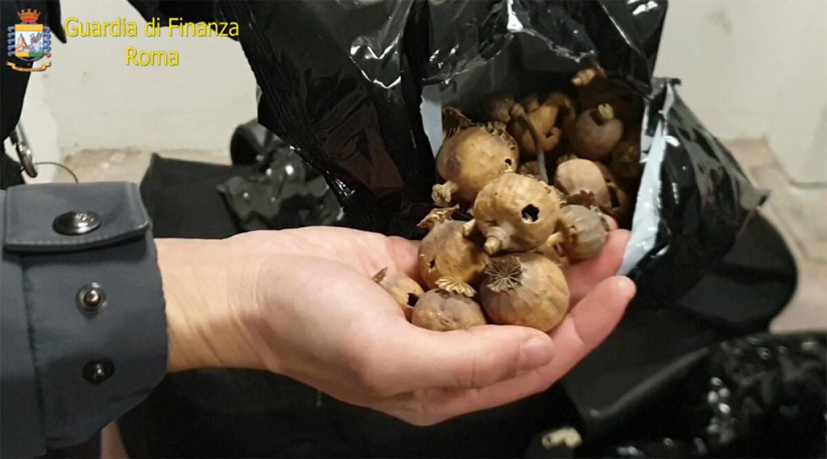 Sequestrati oltre 50mila bulbi di papavero da oppio. Arrestati due trafficanti indiani della provincia di Latina. Il VIDEO - 