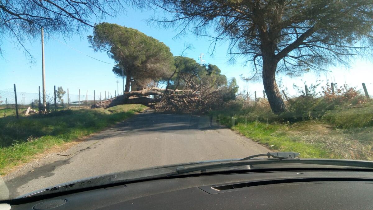 Un grosso albero cade lungo via Pantenella, ad Aprilia. - 