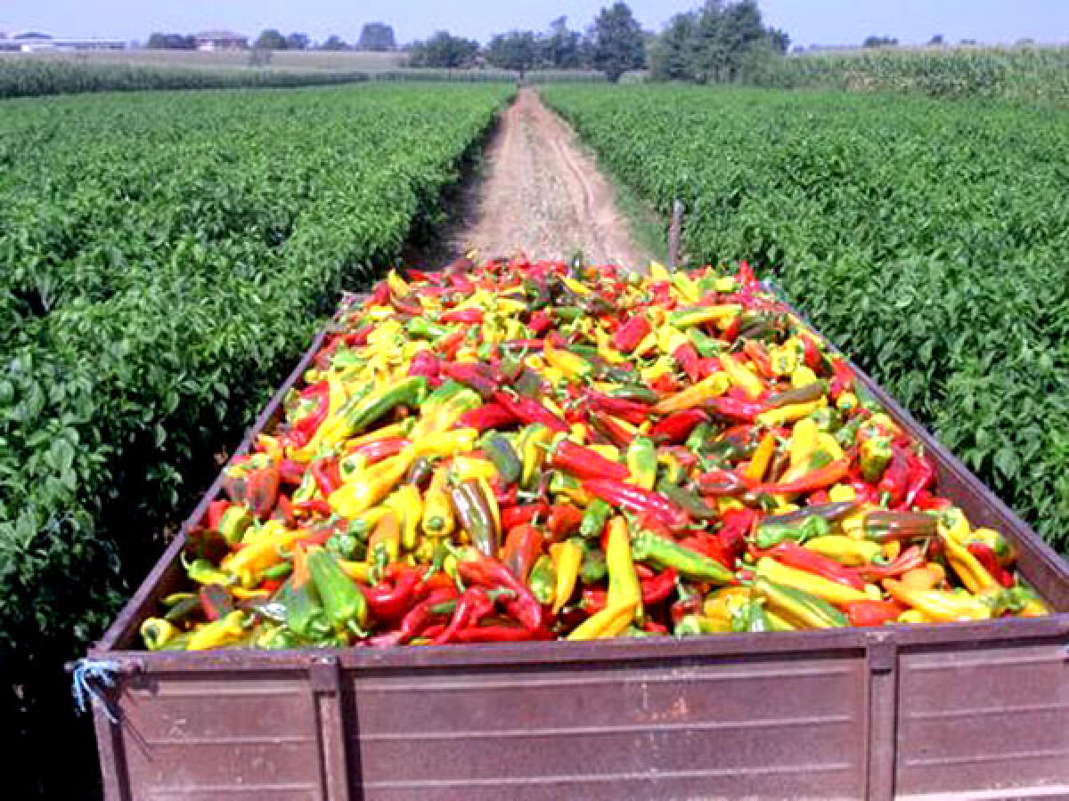 Via libera della Regione Lazio alla coltivazione del peperone e del peperoncino nel sud pontino. - 