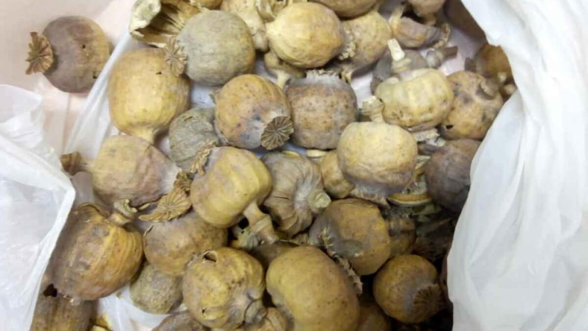 Mezzo chilo di bulbi di papavero da oppio in auto, 2 arresti - 