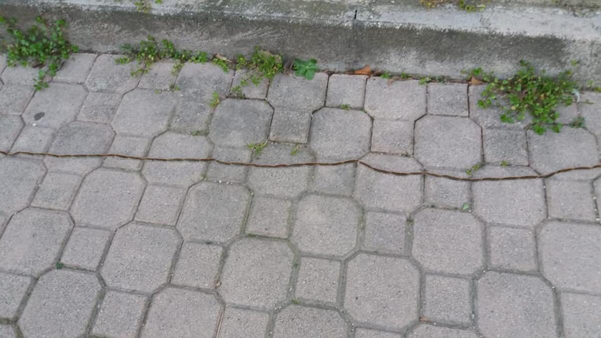 Aprilia - Processionarie nelle aree verdi, "Eseguito primo intervento presso l'asilo Pirandello" - 