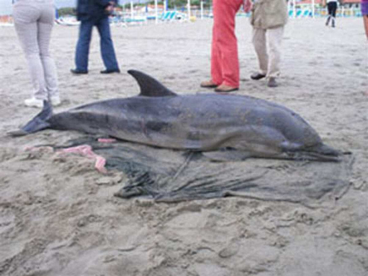 Delfino trovato morto sulla spiaggia di Ardea - 