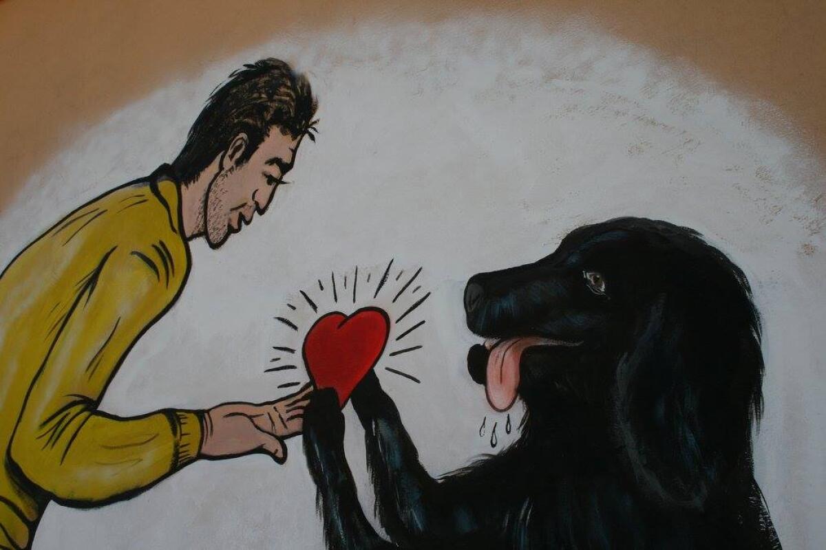 Il Canile Pellini di Aprilia non è più operativo: "E i cani che abbiamo con noi che fine fanno?" - 