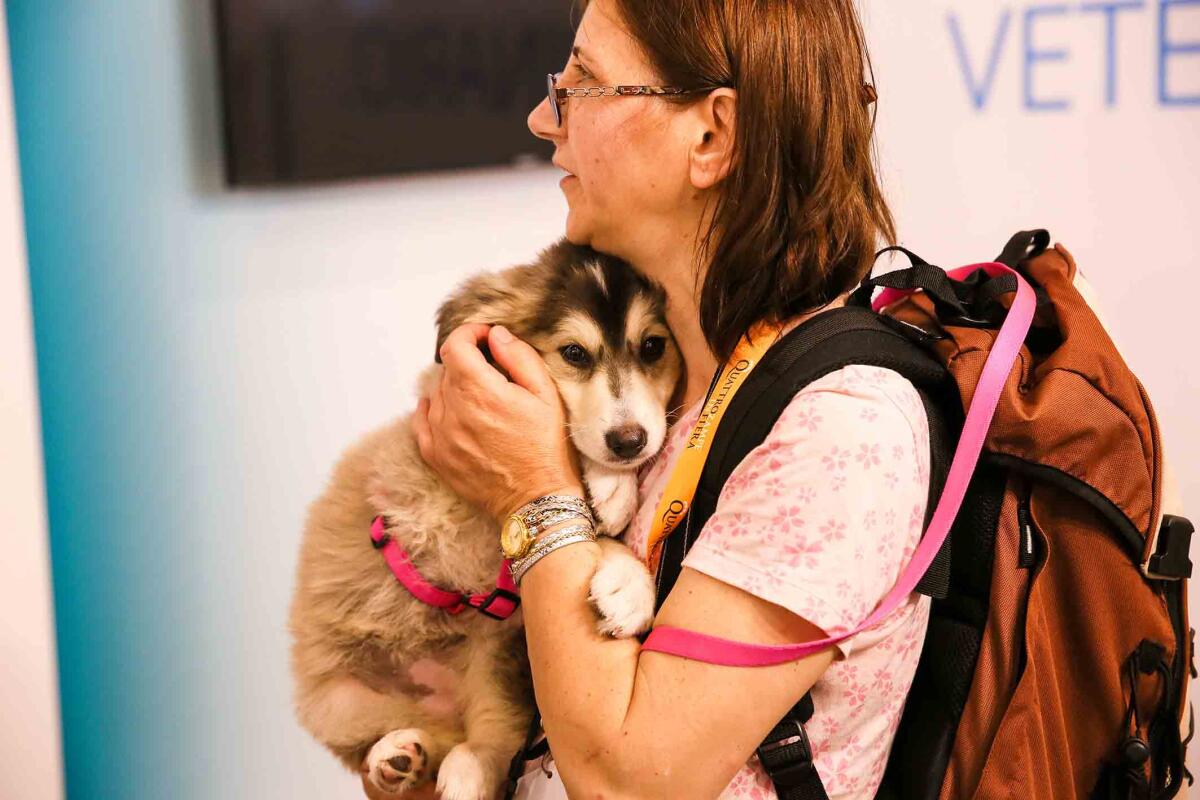 Questo fine settimana a Roma “Quattrozampeinfiera”. - 