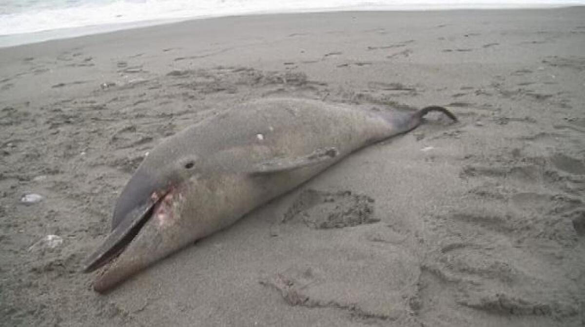 Delfino morto spiaggiato sul lungomare di Latina - 