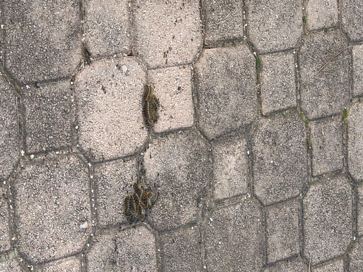 Processionarie ad Aprilia, nuova segnalazione dal quartiere Toscanini - 