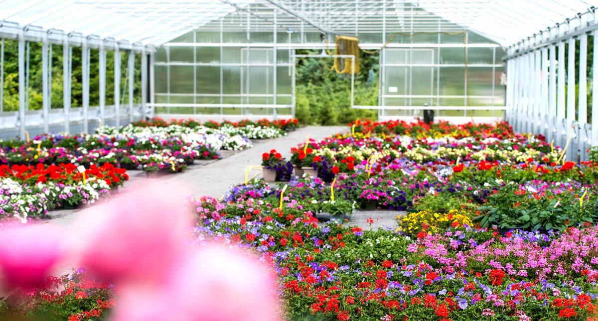 “La filiera florovivaistica della Regione Lazio": la Camera di Commercio di Latina presenta il progetto. - 