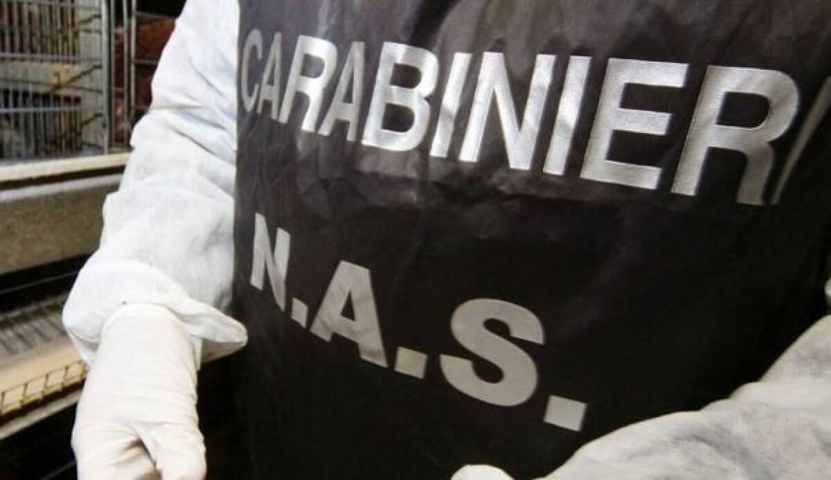 Oltre 450 litri di prodotti fitosanitari stati sequestrati dai Carabinieri del Nas di Latina in un negozio di Aprilia. - 