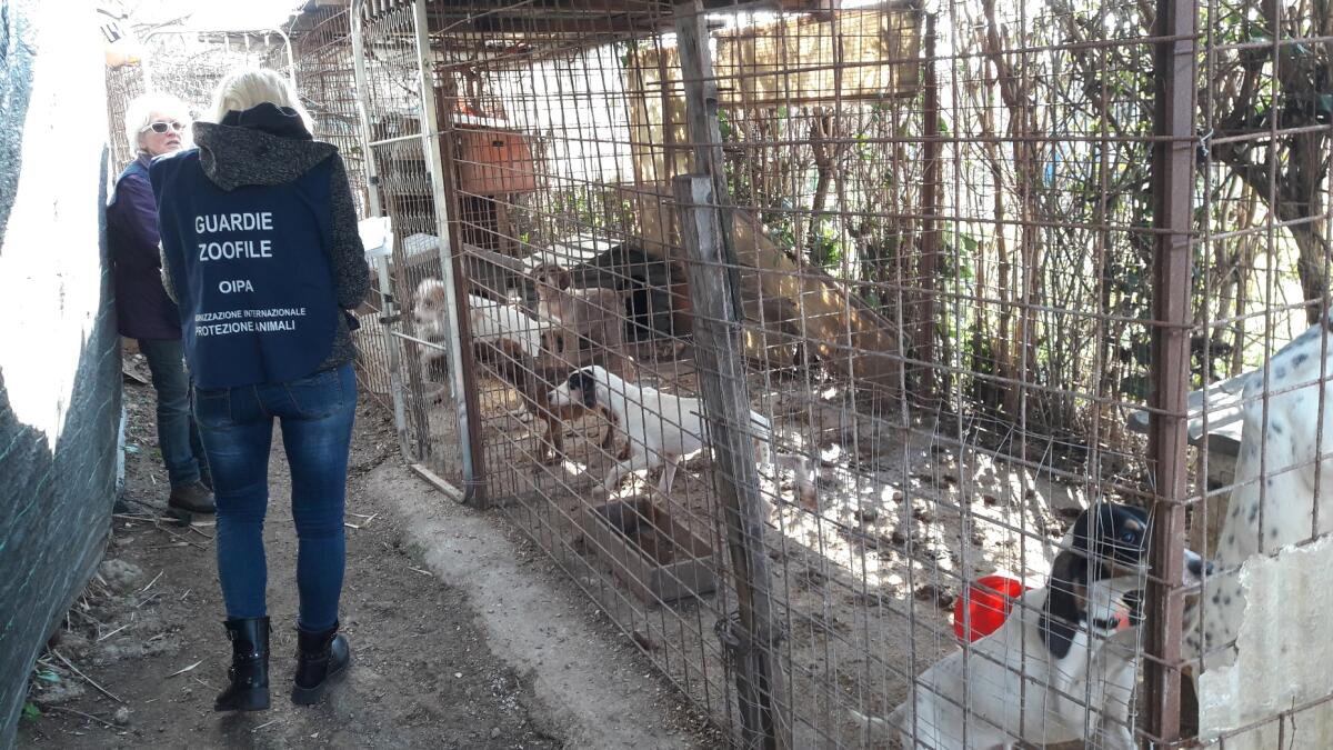 11 cani malati e denutriti trovati in un allevamento abusivo, salvati dalle guardie zoofile - 