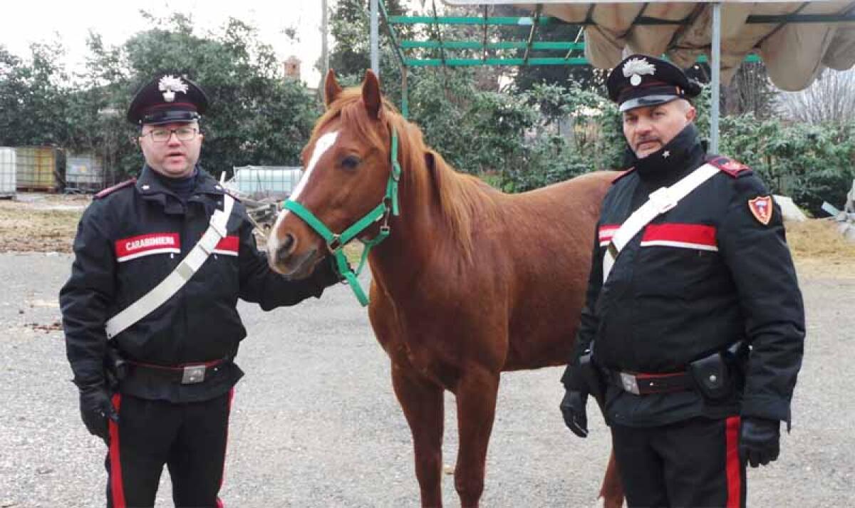 In manette ai Castelli Romani un ladro di cavalli di razza. - 