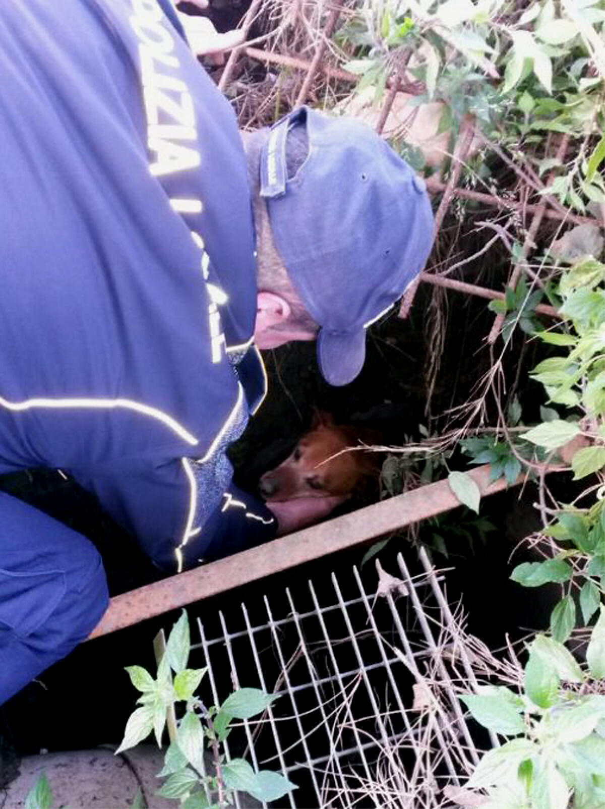 Cagnolino finisce in un pozzo a Lanuvio: salvato grazie all’intervento della Polizia Locale. - 