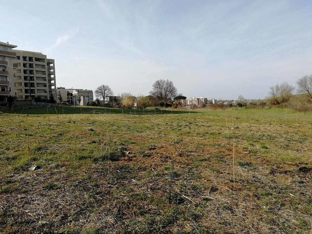 Alberi appena nati e già moribodi, il Comune di Aprilia: "Irrigazione da questo mese di marzo" - 