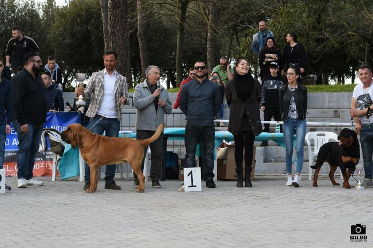 Domenica 28 aprile “Esposizione Amatoriale Canina” al Parco Friuli di Aprilia. Il PROGRAMMA. - 