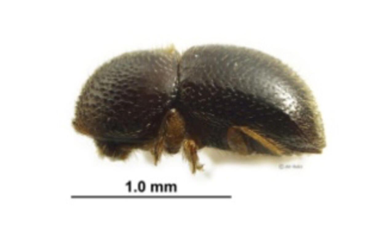 Problematiche in agricoltura legale allo Xylosandrus: oggi un incontro informativo a Sabaudia. - 