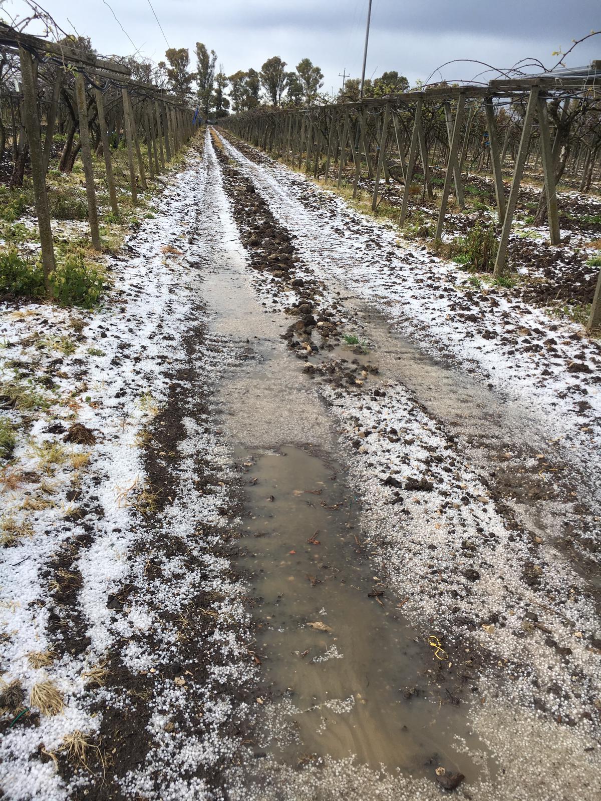 Grandinate, primi danni per gli agricoltori del territorio - 