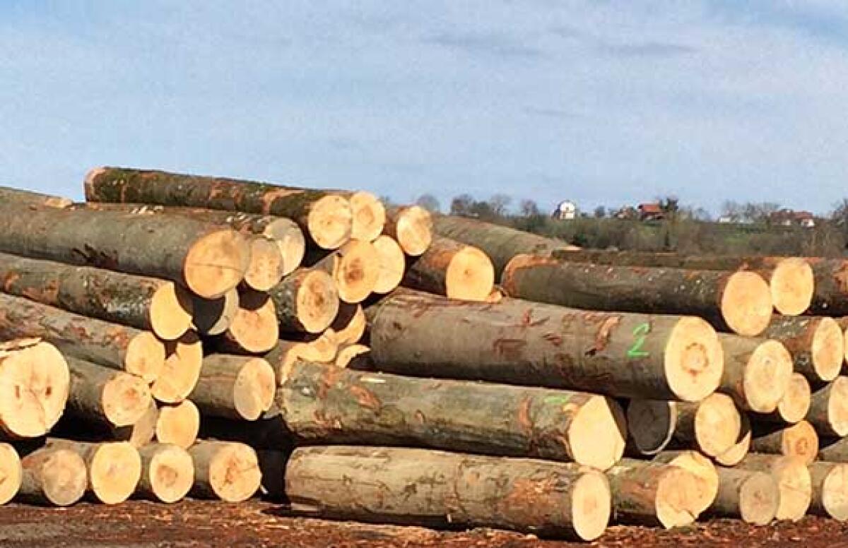 Asta pubblica a Cori per la vendita di 4 lotti di legname - 