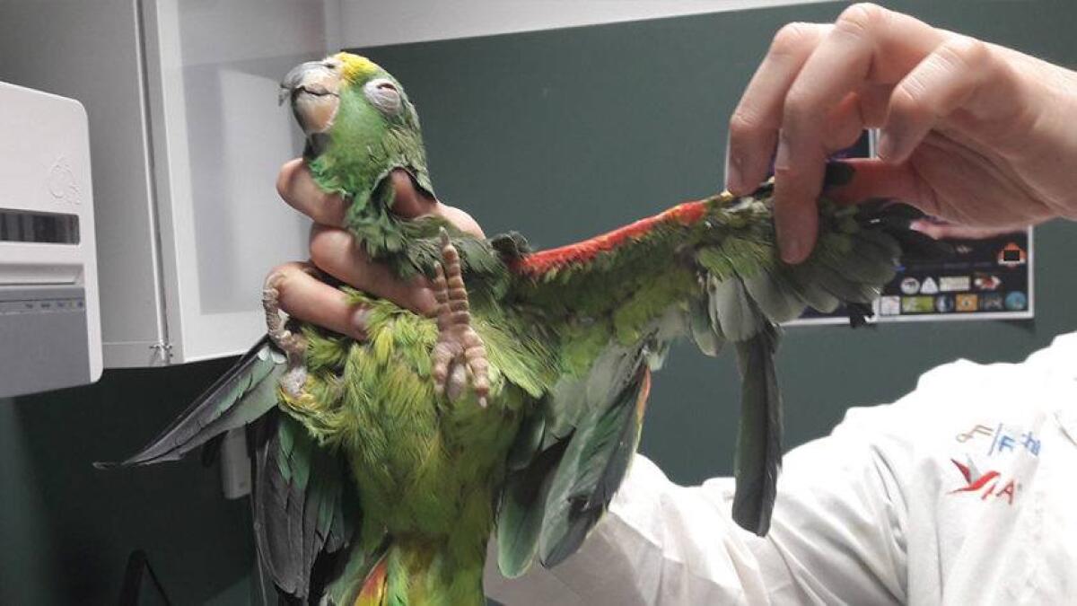 Voleva il pappagallo sequestrato che maltrattava, a giudizio per minacce e violenza - 